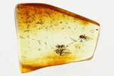 Fossil Dark-Winged Fungus Gnats w/ Spider Webs In Baltic Amber #381580-1